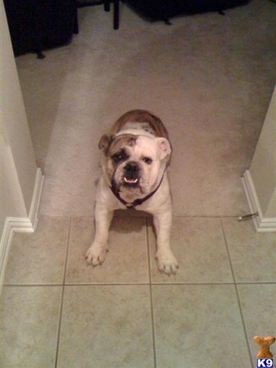Stud Dogs - English Bulldog