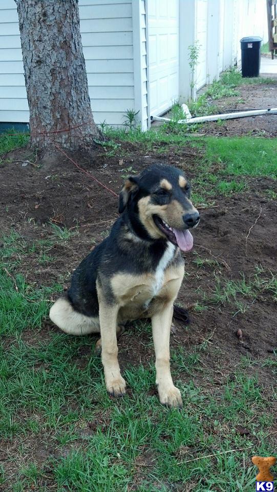 Dogs for Sale in WI