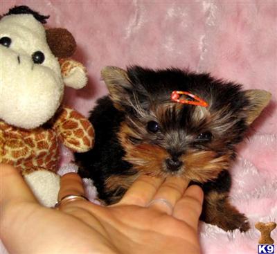 Puppies in Santa monica