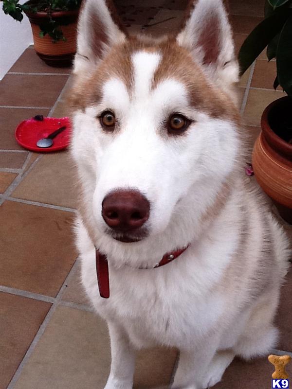 Dogs - Siberian Husky