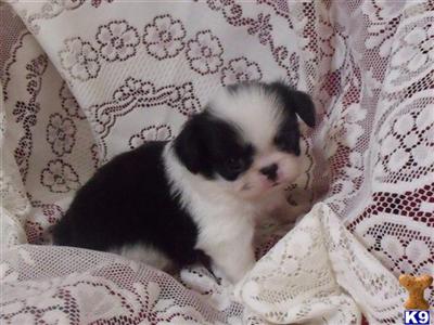 Japanese Chin Puppies for Sale