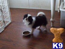 Japanese Chin Puppies for Sale