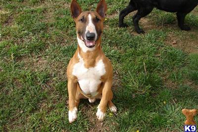 Dogs - Bull Terrier