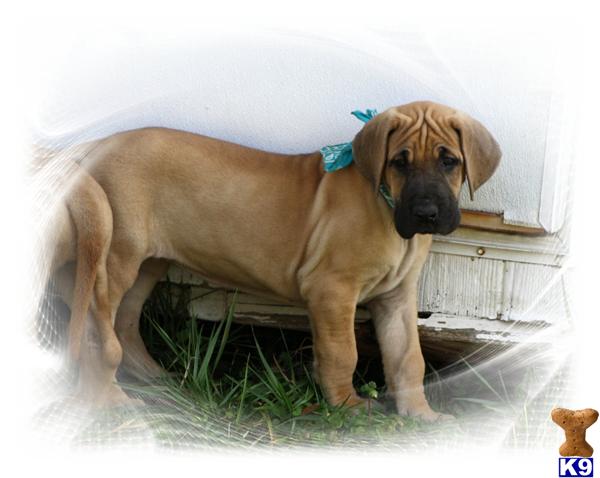 Puppies in SC
