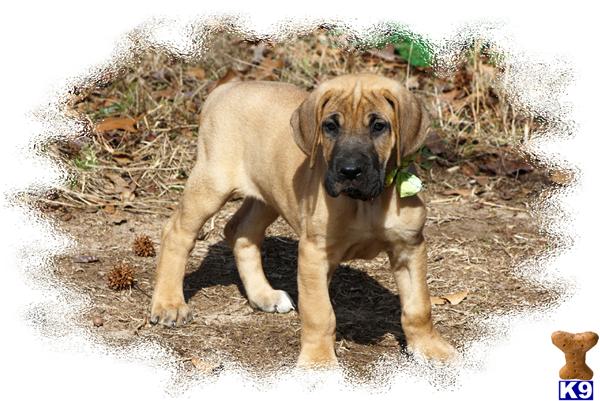 Puppies in SC