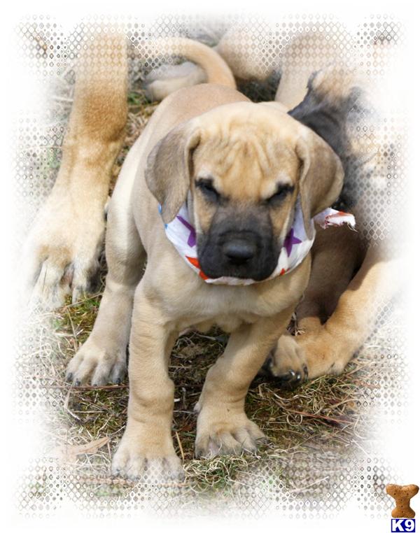 Puppies in SC