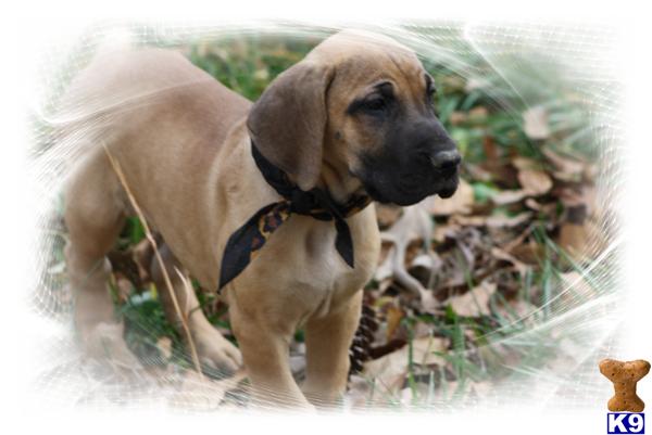 Puppies in SC