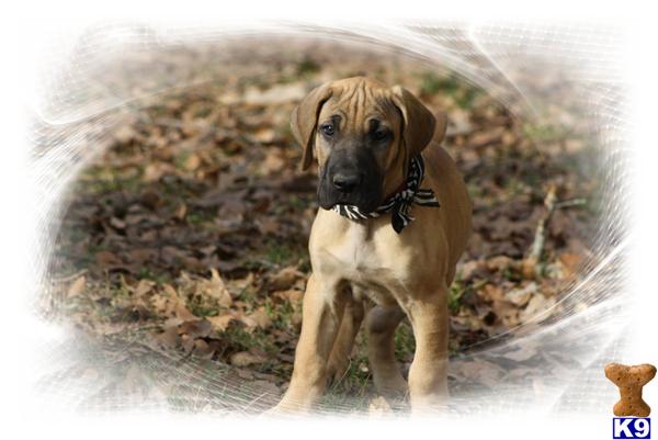 Puppies in SC