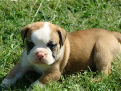 Bulldog Puppies for Sale