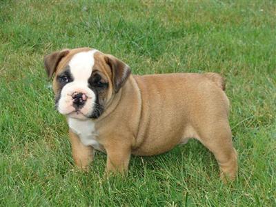 Puppies in TN