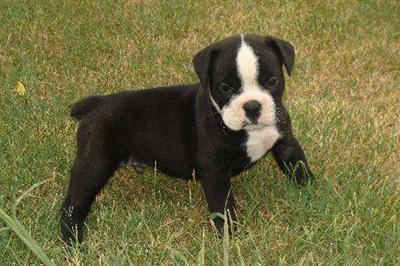 Puppies in TN