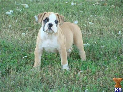 Puppies in TN