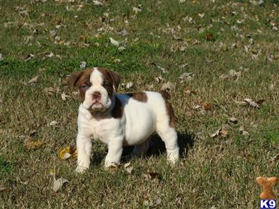 Bulldog Puppies for Sale