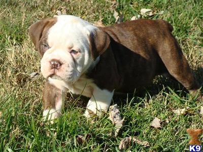 Bulldog Puppies for Sale