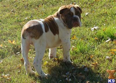 Bulldog Puppies for Sale