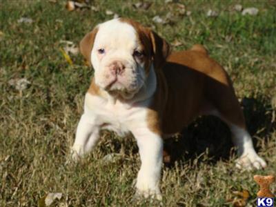 Bulldog Puppies for Sale
