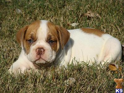 Bulldog Puppies for Sale