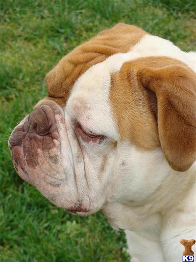Old English Bulldog Puppies for Sale