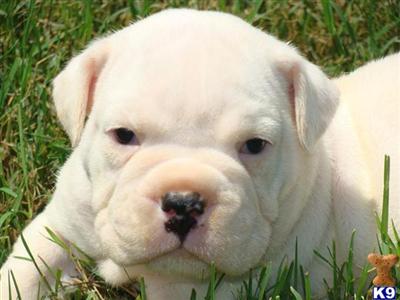 Old English Bulldog Puppies for Sale