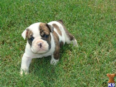 Old English Bulldog Puppies for Sale