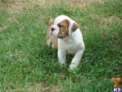 Bulldog Puppies for Sale