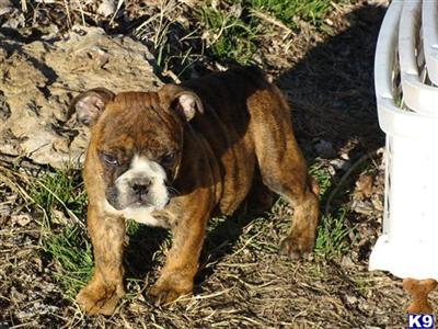 Puppies in TN