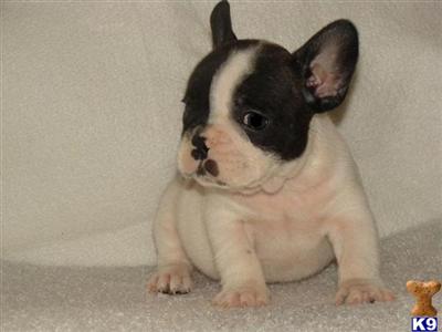 french bulldog breeders for sale in tn