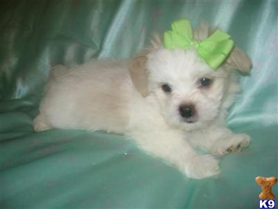 Mixed Breed Puppies in CA
