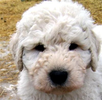 Komondor Puppies for Sale