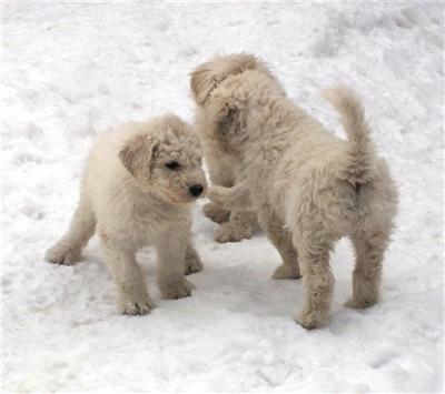 Puppies in ID