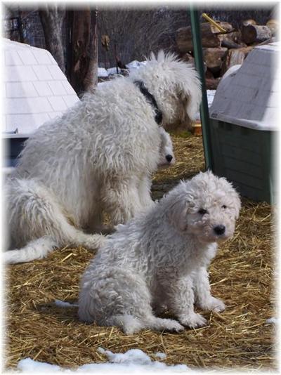 Komondor Puppies for Sale
