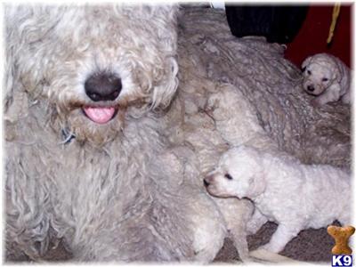 Puppies in ID