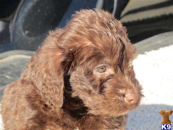 Labradoodle Puppies
