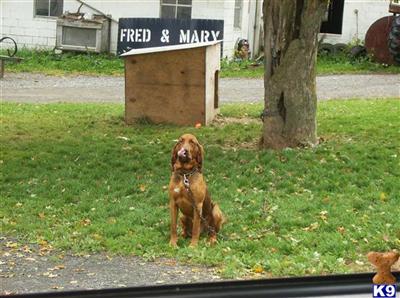 Stud Dogs - Bloodhound