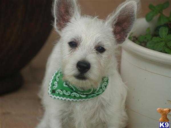 West Highland White Terrier Puppies