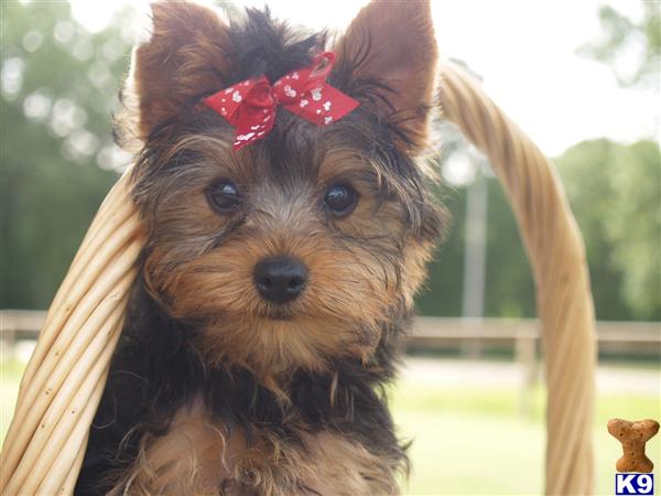 Puppies in Atoka