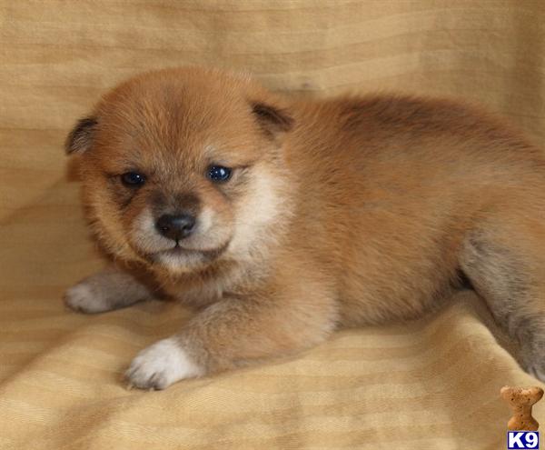 Shiba Inu Puppies
