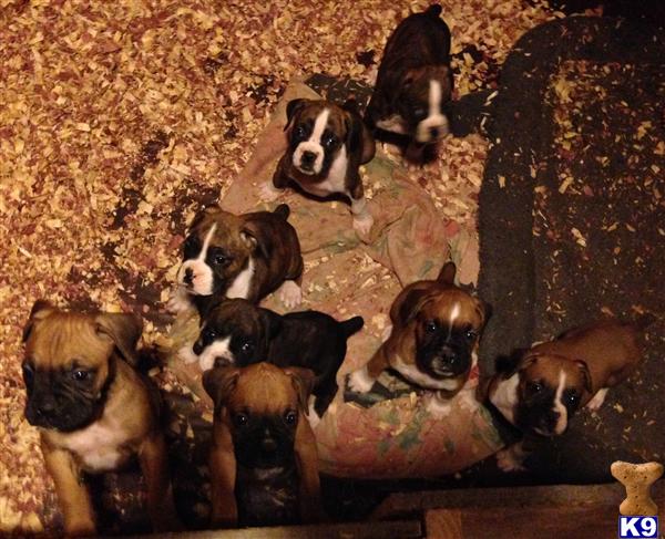 boxer puppies nj document moved boxer puppies nj document moved