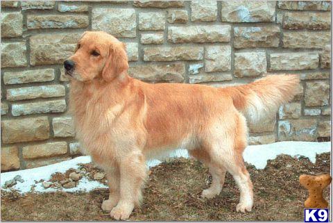 Stud Dogs in KY