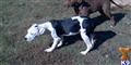 American Bandogge Mastiff