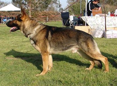 Stud Dogs - German Shepherd