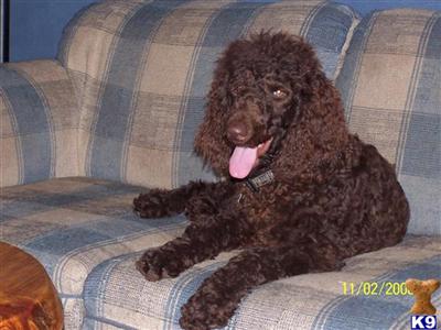 Female Dogs