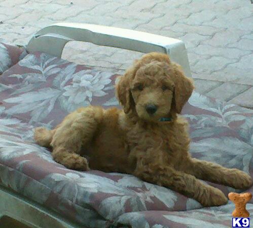 Poodle Puppies in FL
