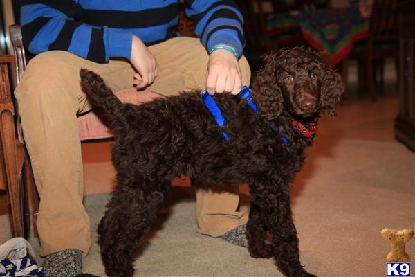 Poodle Puppies in FL
