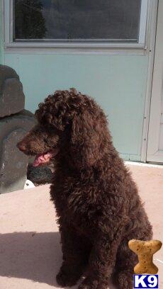 Highland Poodles Jensen Beach Fl Highland Poodles Jensen Beach Fl