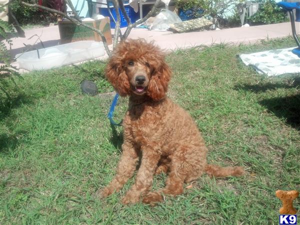 Stud Dogs - Poodle