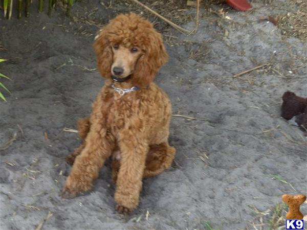 Stud Dogs - Poodle