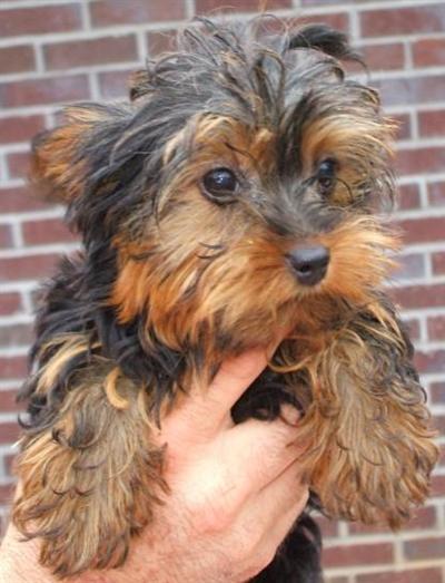 Puppies in MS