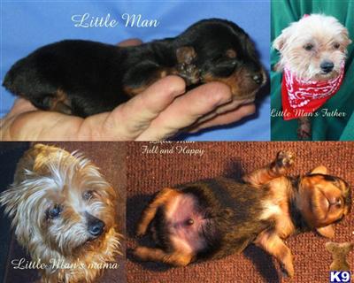 Puppies in Lucedale