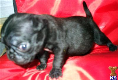 Puppies in Lucedale